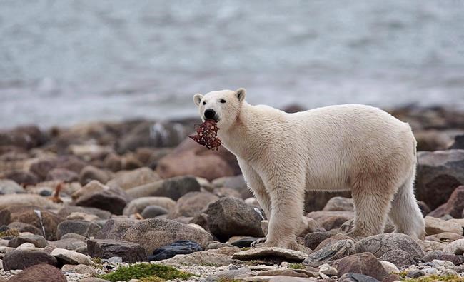 Ancient polar bears survived low ice periods on dead whales: study | iNFOnews.ca
