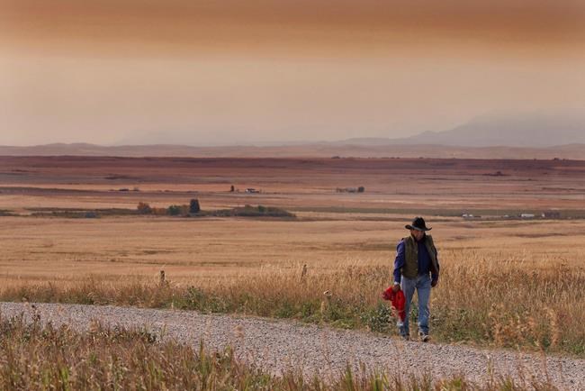 Alberta First Nation votes to accept $150M settlement over mismanaged cattle | iNFOnews.ca