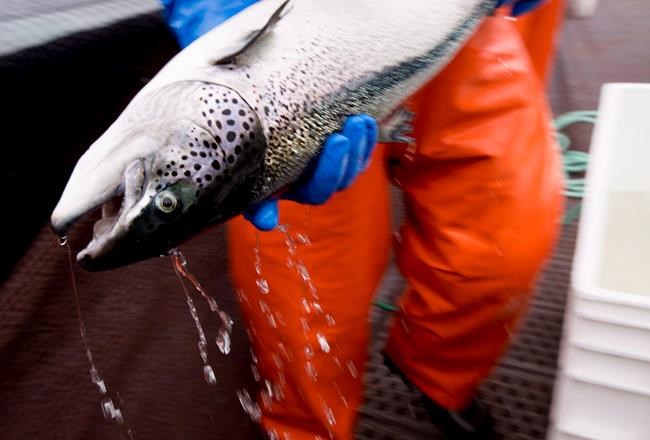 Mitsubishi subsidiary hopes to build salmon farms in Nova Scotia | iNFOnews.ca