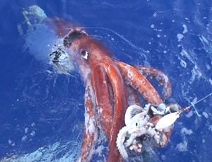 Sea monster research delivers more questions than answers, says scientist | iNFOnews.ca CP22555622