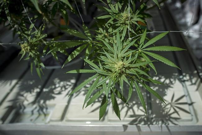CannTrust shares dive on report that CEO, chair knew of unlicensed pot growing | iNFOnews.ca