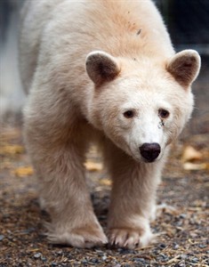 Rare white kermode bear will get new Kamloops, B.C., home this spring | iNFOnews.ca Rare white kermode bear will get new Kamloops, B.C., home this spring | iNFOnews.ca