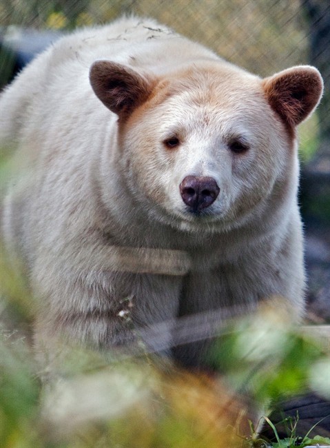 Spirit bear gets royal treatment with new enclosure in Kamloops, B.C. | iNFOnews.ca Spirit bear gets royal treatment with new enclosure in Kamloops, B.C. | iNFOnews.ca