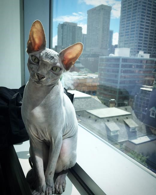 Hairless sphynx cat breed traces origin story to kitten born in Toronto | iNFOnews.ca Hairless sphynx cat breed traces origin story to kitten born in Toronto | iNFOnews.ca