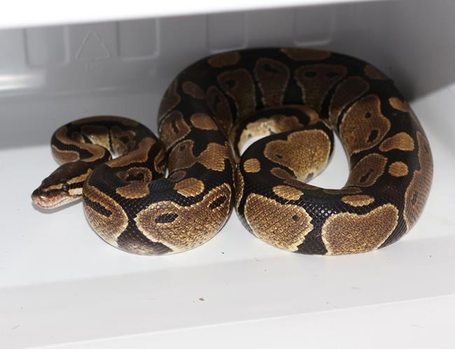 Missing python found after disappearing from backpack at Ontario university | iNFOnews.ca CP1535838204