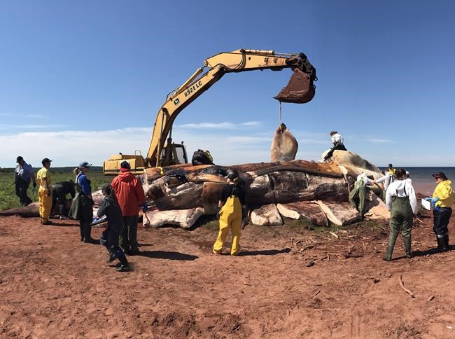 Two whales suffered blunt trauma, another killed by fishing gear: vet | iNFOnews.ca CP8776404