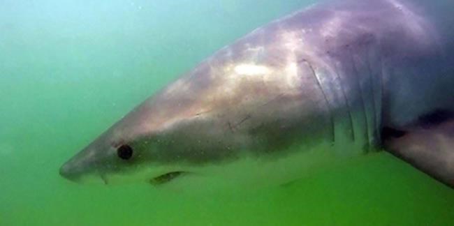 Great white shark detected in N.S. Minas Basin to feast on abundance of seals | iNFOnews.ca