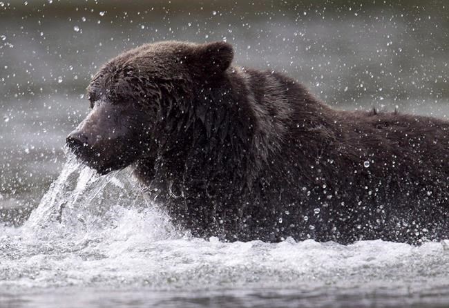 B.C. auditor takes aim at inadequate management of grizzly populations | iNFOnews.ca B.C. auditor takes aim at inadequate management of grizzly populations | iNFOnews.ca