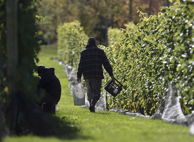 N.S. vineyards growing rapidly, deputy minister tells legislature committee | iNFOnews.ca