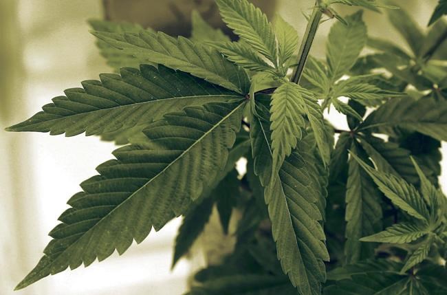 Plan to permit cannabis plants and 'designated' areas praised by P.E.I. advocate | iNFOnews.ca