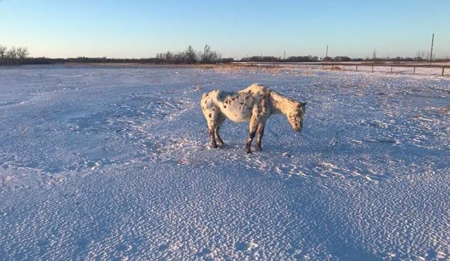 Manitoba RCMP find starving horse, charge owners with animal neglect | iNFOnews.ca