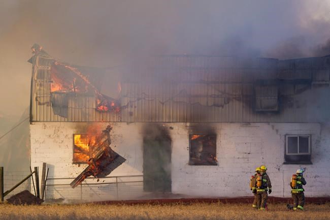 Humane society wants better fire protection in barns to stop animal deaths | iNFOnews.ca