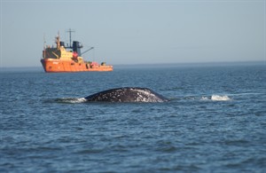 Study recommends measures to protect whales from oil and gas seismic testing | iNFOnews.ca CP26886543