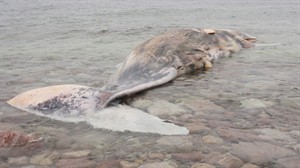 Western Newfoundland town's eBay auction of dead sperm whale taken down | iNFOnews.ca CP28248993