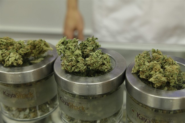 Cannabis oil, fresh marijuana now available in wake of top court decision | iNFOnews.ca CP33762040