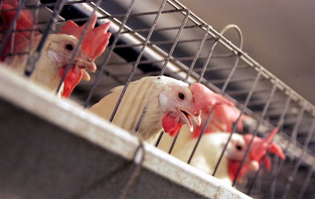 Cracking the yolk: An in-depth look at how eggs are sourced in Canada | iNFOnews.ca CP36240413