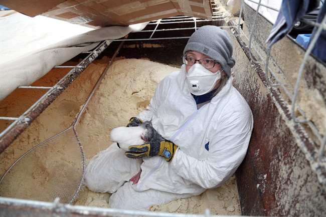 Seagulls rescued from tofu vat behind Vancouver factory to get oil-spill baths | iNFOnews.ca CP36728840