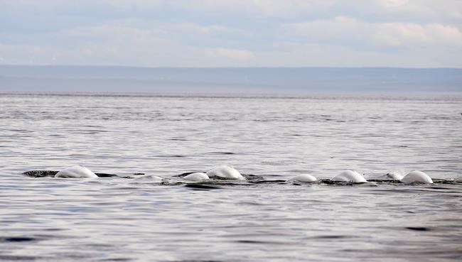 Group narrows search for beluga retirement site to two sites off Nova Scotia | iNFOnews.ca Group narrows search for beluga retirement site to two sites off Nova Scotia | iNFOnews.ca
