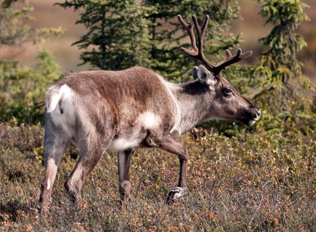 Alberta considers fencing off calving pens to help caribou in forests | iNFOnews.ca Alberta considers fencing off calving pens to help caribou in forests | iNFOnews.ca