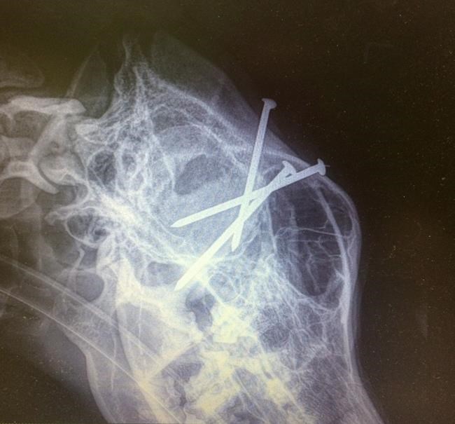 Lost German shepherd is returned to B.C. owner with three nails in its head | iNFOnews.ca Lost German shepherd is returned to B.C. owner with three nails in its head | iNFOnews.ca