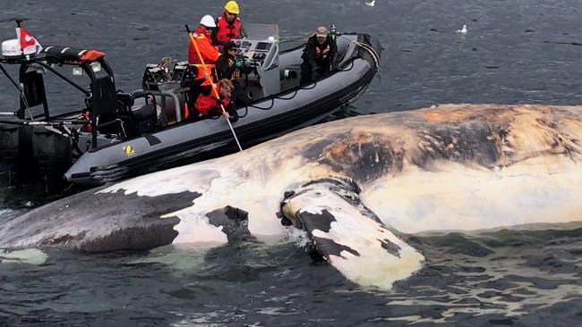 Whales killed by ships, fishing gear: 'They died because of human activity' | iNFOnews.ca