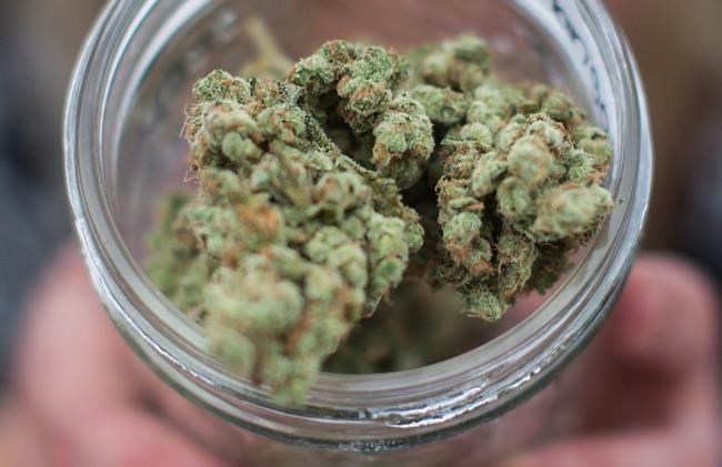B.C. Bud to Beijing? China presses Canada over illicit marijuana imports | iNFOnews.ca