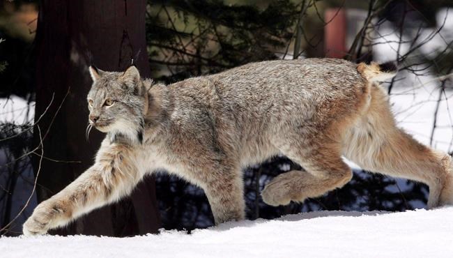 Particularly hard on foxes and bears: Study finds oilsands change forest fauna | iNFOnews.ca CP1556453418