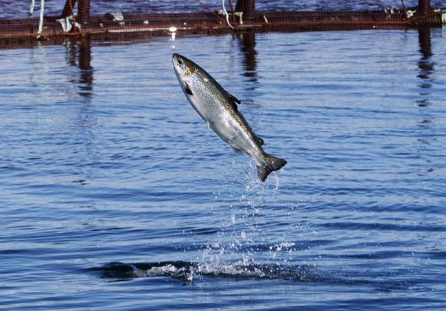 Conservation deal halts commercial salmon fishing in Greenland for 12 years | iNFOnews.ca