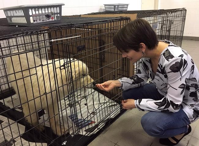 50 dogs saved from Korean meat farm are recovering quickly in Montreal shelter | iNFOnews.ca