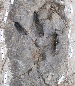 Fossil footprints found in northern B.C. paint a new picture of tyrannosaur | iNFOnews.ca