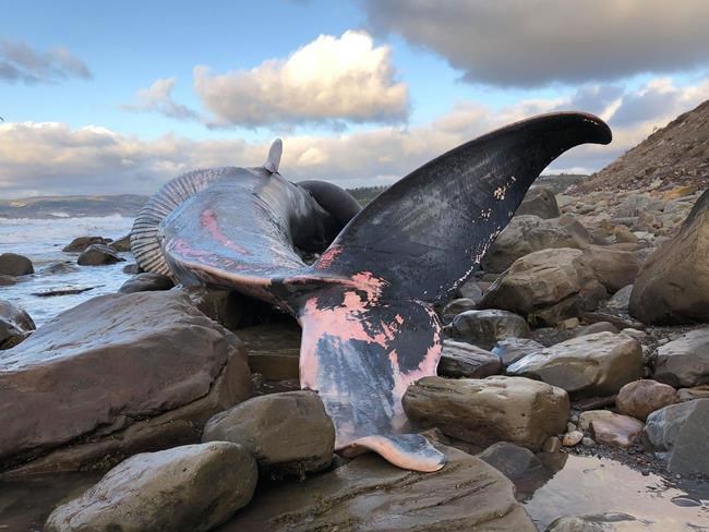 Carcass of young, endangered blue whale found on Cape Breton beach | iNFOnews.ca