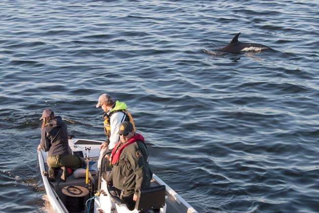 Stranded dolphins refuse efforts to free them: 'They definitely were annoyed' | iNFOnews.ca Stranded dolphins refuse efforts to free them: 'They definitely were annoyed' | iNFOnews.ca