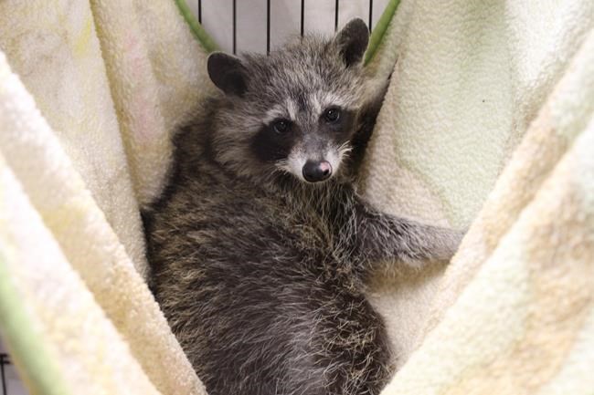 Baby raccoon badly burned last month dies, police searching for suspects | iNFOnews.ca Baby raccoon badly burned last month dies, police searching for suspects | iNFOnews.ca