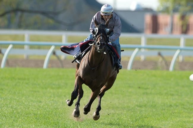 Deauville listed as 5-2 early favourite for Woodbine Mile turf race | iNFOnews.ca Deauville listed as 5-2 early favourite for Woodbine Mile turf race | iNFOnews.ca