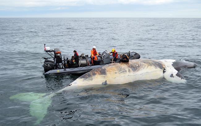 Speed limits, snow crab season changes coming to help save the whales | iNFOnews.ca Speed limits, snow crab season changes coming to help save the whales | iNFOnews.ca