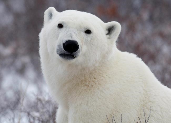 World's southern-most polar bears now declining after years of stability: survey | iNFOnews.ca World's southern-most polar bears now declining after years of stability: survey | iNFOnews.ca