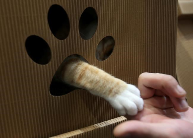 'Deceitfulness and suavity:' Research confirms cats are hard to read | iNFOnews.ca