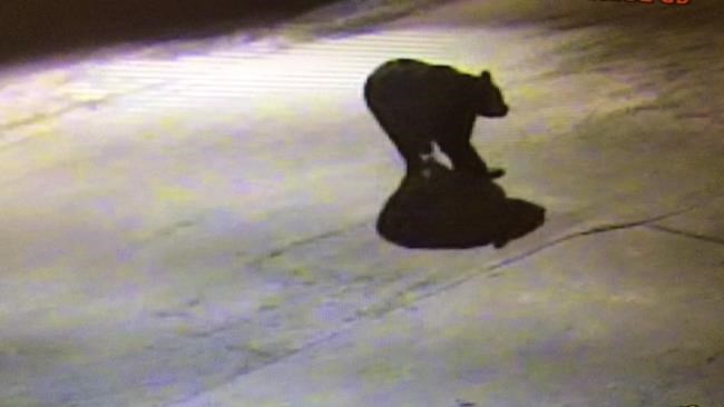 Gas station owner watches big bear stroll through lot after getting into garbage | iNFOnews.ca Gas station owner watches big bear stroll through lot after getting into garbage | iNFOnews.ca