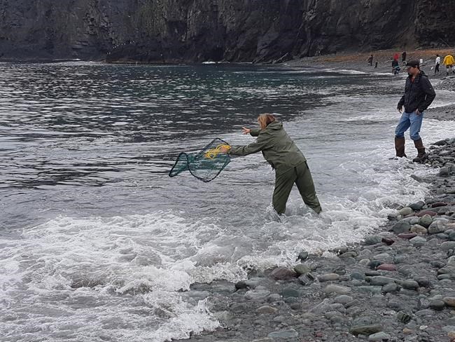 Kinky fish clog traffic in Newfoundland: 'It creates chaos trying to get there' | iNFOnews.ca Kinky fish clog traffic in Newfoundland: 'It creates chaos trying to get there' | iNFOnews.ca