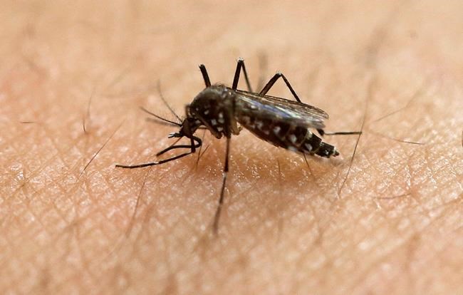 2.6 billion people in Africa, Asia-Pacific may be at risk for Zika: researchers | iNFOnews.ca
