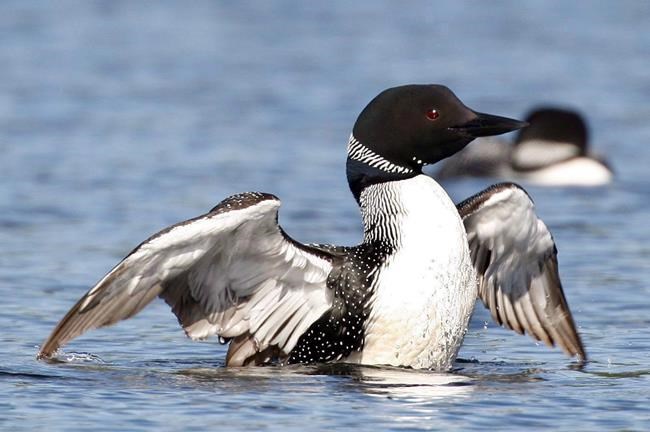 Feathers ruffled as national bird contest winnows field to five finalists | iNFOnews.ca