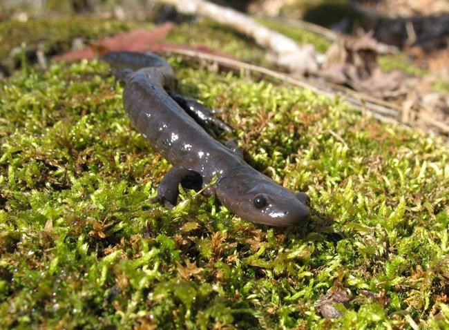 Ontario city to close road for endangered salamander crossings | iNFOnews.ca