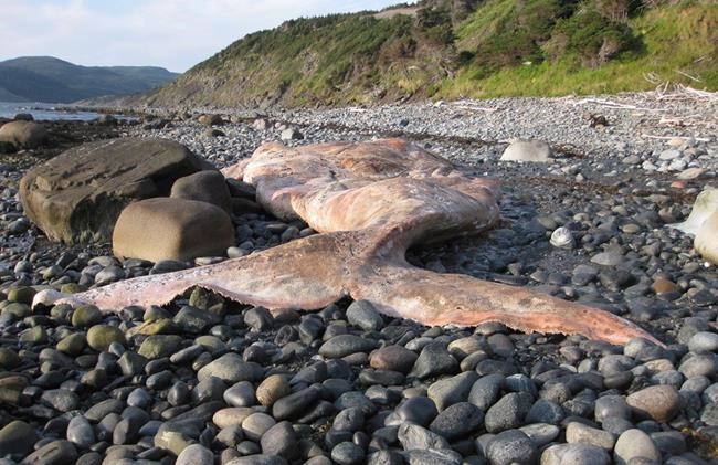 Fisheries officials to examine dead right whale that washed ashore in N.L. | iNFOnews.ca CP1752671724