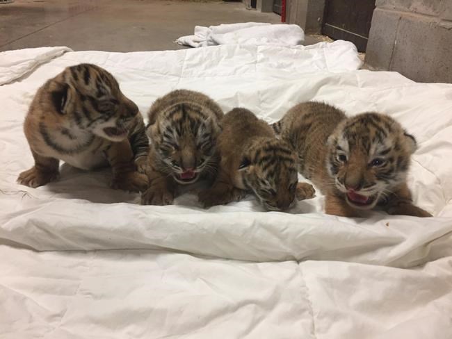 Rare tiger cub dies at N.B. zoo after being born with health issues | iNFOnews.ca Rare tiger cub dies at N.B. zoo after being born with health issues | iNFOnews.ca