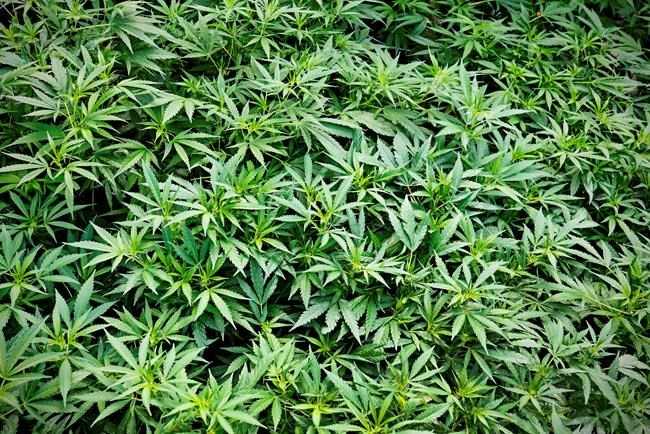 Aphria net loss nearly doubles in Q4 even as revenues surged to $12 million | iNFOnews.ca Aphria net loss nearly doubles in Q4 even as revenues surged to $12 million | iNFOnews.ca