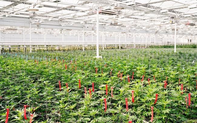Aphria says review reveals conflict of interest of directors in acquisition | iNFOnews.ca