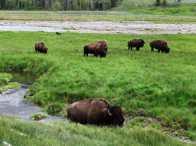 Man cited for putting bison calf in trunk at Yellowstone is Quebecer, says park | iNFOnews.ca