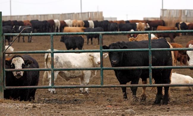 Cattle feeders in heart of Canada's industry say tax threatens survival | iNFOnews.ca