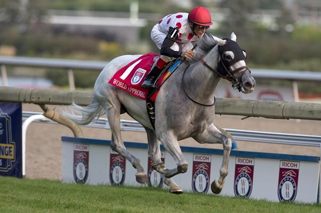 Veteran trainer Mark Casse sending seven horses to Breeders' Cup event | iNFOnews.ca Veteran trainer Mark Casse sending seven horses to Breeders' Cup event | iNFOnews.ca
