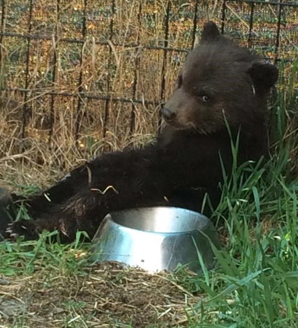 Wildlife group challenges B.C.'s interpretation of law on destroying bears | iNFOnews.ca Wildlife group challenges B.C.'s interpretation of law on destroying bears | iNFOnews.ca